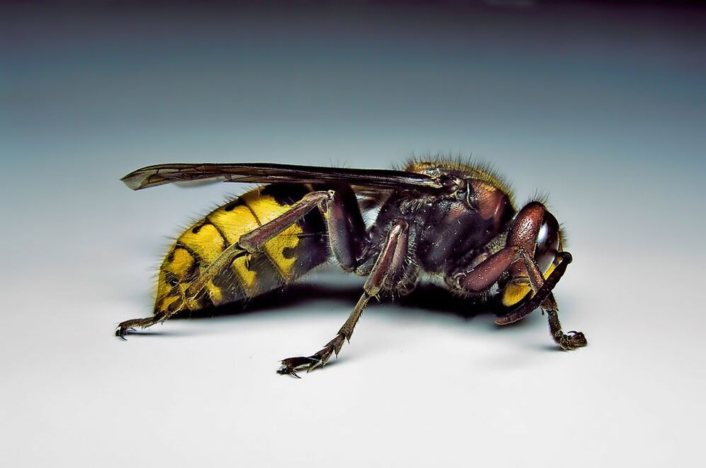 putukad võivad inimesi parasiitidega nakatada